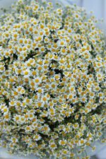 Букет з ромашок танацетум - Зображення 5