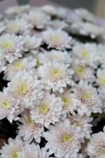 Монобукет із пудрових хризантем - Зображення 2