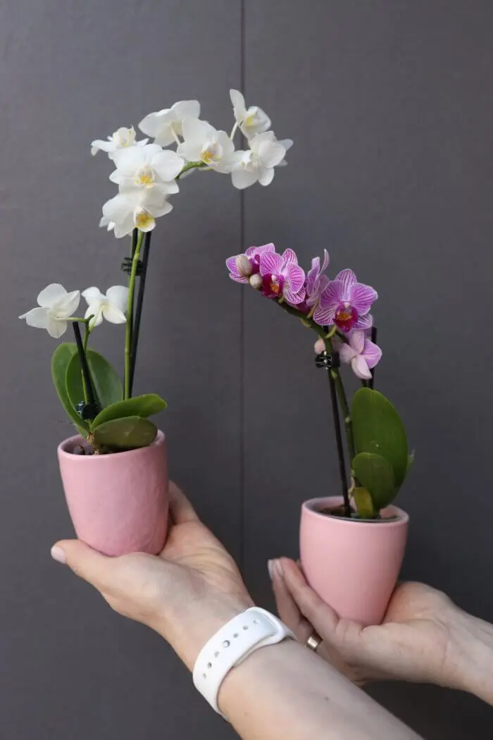 Mini orchid in a ceramic pot 1 Tandem GREEN SHOP