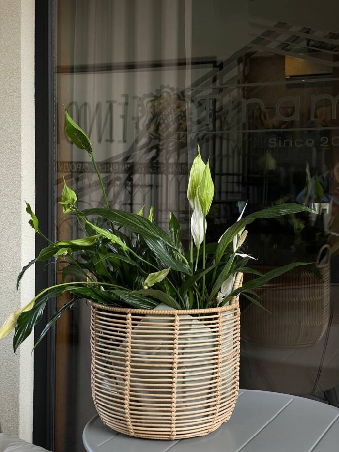 Спатифіллум 1 Tandem GREEN SHOP