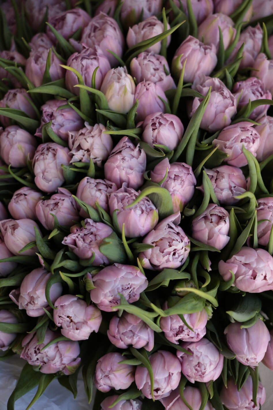 IMG_3613 Піоновидний лавандовий тюльпан (1шт.) - Зображення 1