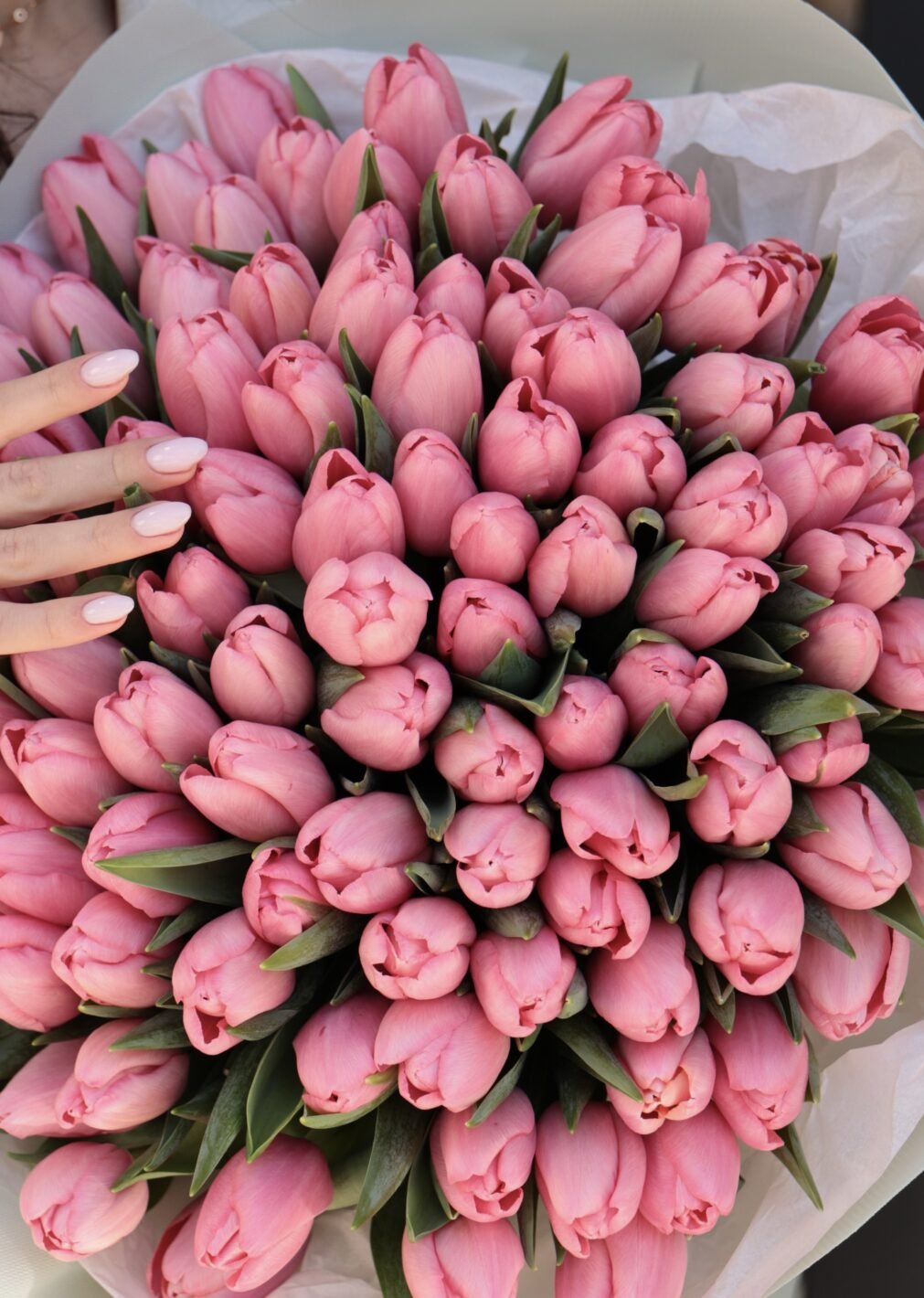 IMG_6749 Яскраво-рожевий тюльпан (1 шт.) - Image 1